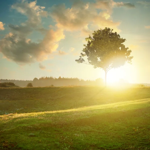 Landskap med träd på sunset — Stockfoto