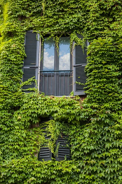 Window with ivy on wall in Italy — Stock Photo, Image