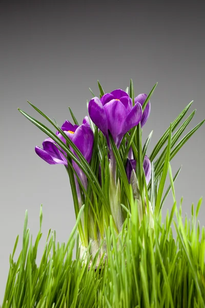 Krokusstrauß — Stockfoto