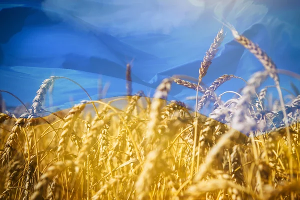 Flagga Ukraina och fältet av guld vete under himmel — Stockfoto