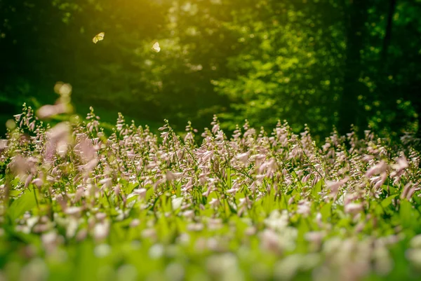 Twee vlinder op bloemen — Stockfoto