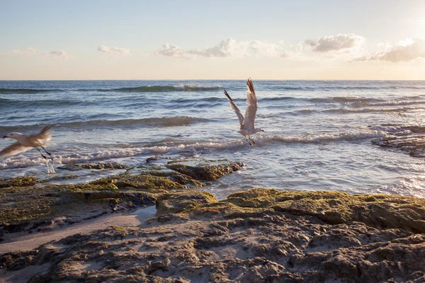 Möwen an der Küste von Mallorca — Stockfoto