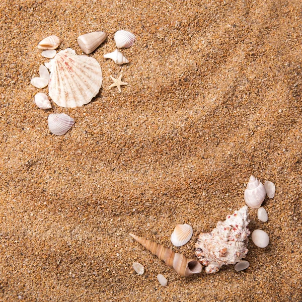 Frame van verschillende schelpen op zand — Stockfoto