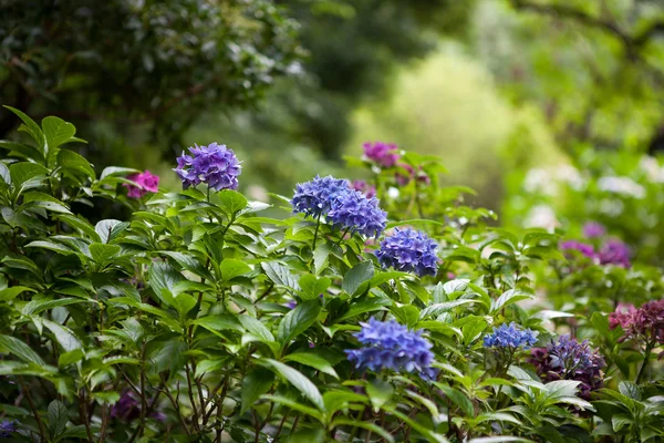Color hydrangea flowers in garden — Stock Photo, Image