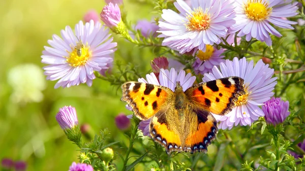Butterfly on flowers — Stock Photo, Image