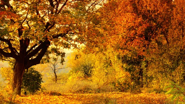 Foresta autunnale — Foto Stock