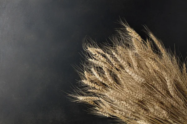 Wheat on black background — Stok fotoğraf