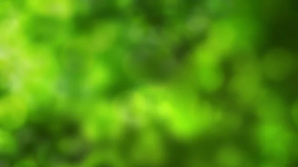 Hojas Roble Verde Verano —  Fotos de Stock