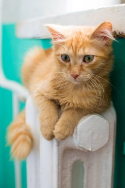 Kırmızı kedi beyaz bir akünün üzerinde yatıyor.