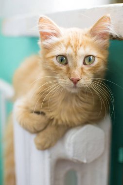 Kırmızı kedi beyaz bir akünün üzerinde yatıyor..