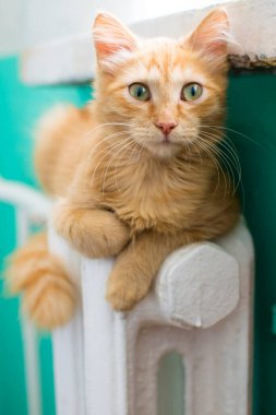 Kırmızı kedi beyaz bir akünün üzerinde yatıyor..