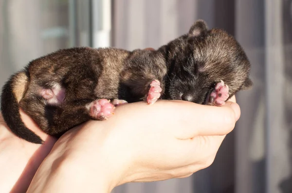 Little Newborn Puppy Female Hands — Stock Photo, Image