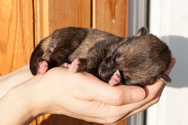 Little Newborn Puppy Female Hands — Φωτογραφία Αρχείου