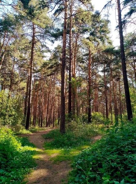 Two Paths Beautiful Summer Pine Forest — Stockfoto