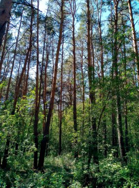 Yazın güzel çam ormanları