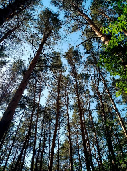 Hermoso Bosque Pinos Verano —  Fotos de Stock