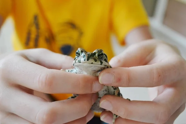 Green toad in hands. Lives in the Anapa region of Krasnodar Krai — Stock Photo, Image