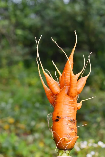 Seltsame zottelige Möhren. Mutation. — Stockfoto