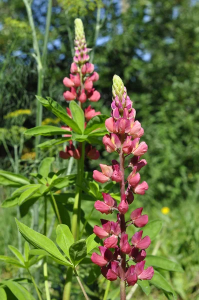 Pembe çiçek açması lupine bir Bahçe.