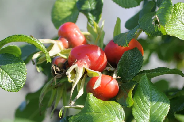 Ripe fruits of a rose wrinkled (dogrose). — Stock Photo, Image