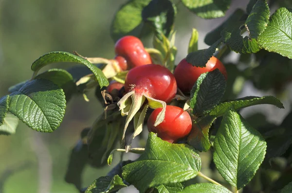 Ripe fruits of a rose wrinkled (dogrose). — Stock Photo, Image