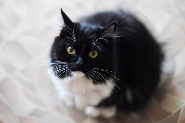 Le chat moelleux noir et blanc avec des moustaches blanches regarde dans un — Photo