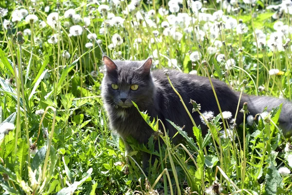 O gato cinza caça em dentes-de-leão — Fotografia de Stock