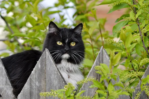 O gato preto e branco senta-se em uma cerca — Fotografia de Stock