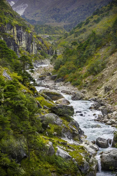 Fluss und Wald im Himalaya — Stockfoto