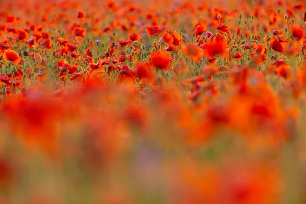 Campo Flores Papoula Close Macro Agricultura Fundo Natural — Fotografia de Stock