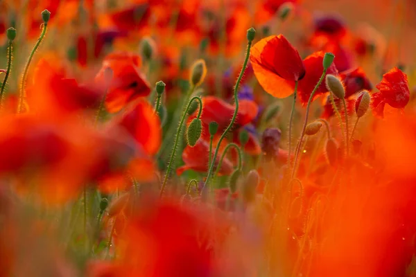 Poppy Flowers Field Close Macro Agriculture Natural Background — Stock Photo, Image