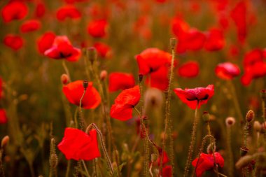 Gün batımında ya da gündoğumunda gelincik çiçeği tarlası. Tarım ve doğal altyapı