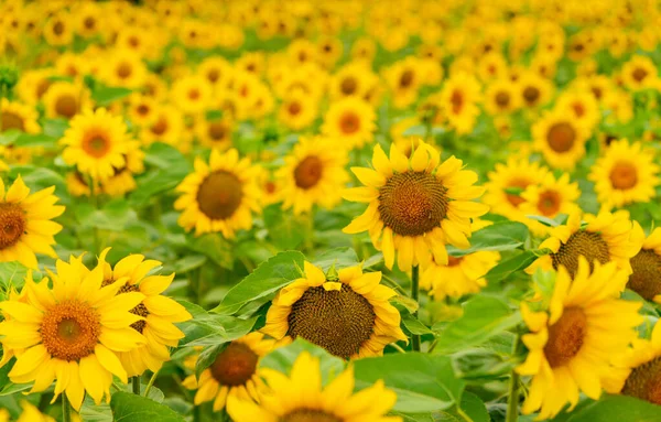 Girassóis Florescendo Campo Colheita Agricultura Estação Verão — Fotografia de Stock