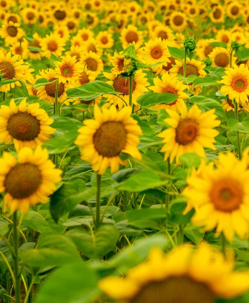 Zonnebloemen Bloeien Het Veld Oogst Landbouw Het Zomerseizoen — Stockfoto