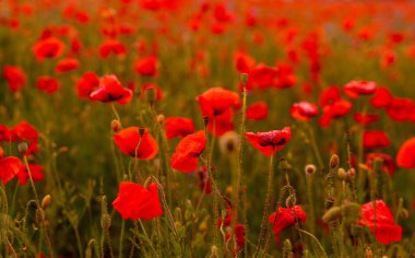 Gün batımında ya da gündoğumunda gelincik çiçeği tarlası. Tarım ve doğal altyapı