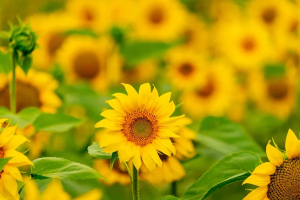 Sunflowers blooming in the field. harvest and agriculture in summer season