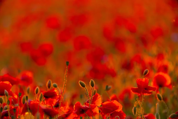 Champ Fleurs Pavot Coucher Lever Soleil Agriculture Contexte Naturel — Photo