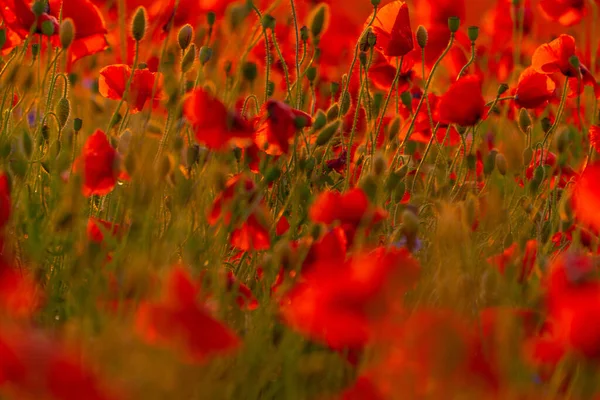 Campo Flores Papoula Close Macro Agricultura Fundo Natural — Fotografia de Stock