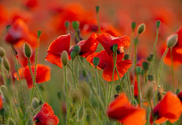 Campo Flores Papoula Close Macro Agricultura Fundo Natural — Fotografia de Stock