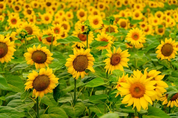 Zonnebloemen Bloeien Het Veld Oogst Landbouw Het Zomerseizoen — Stockfoto