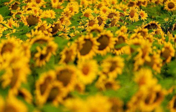 Sunflowers Blooming Field Harvest Agriculture Summer Season — Stock Photo, Image