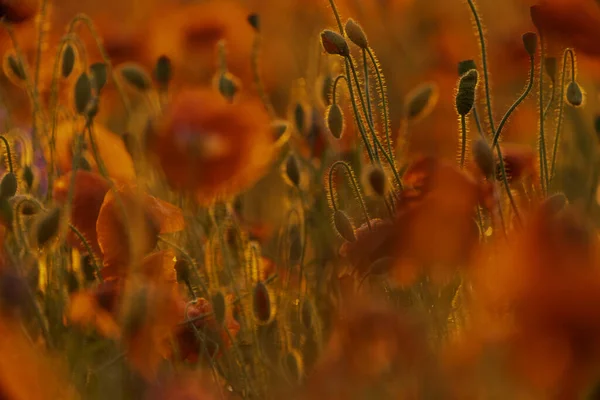 ポピーの花のフィールドのクローズアップとマクロ 農業と自然背景 — ストック写真
