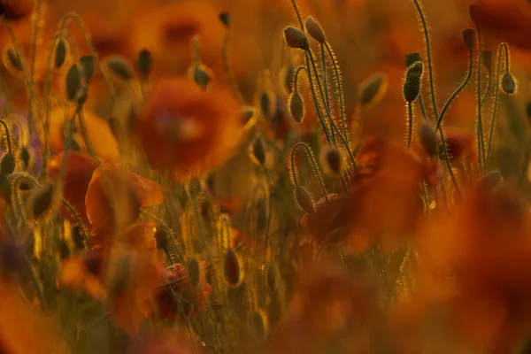 Campo Flores Papoula Close Macro Agricultura Fundo Natural — Fotografia de Stock