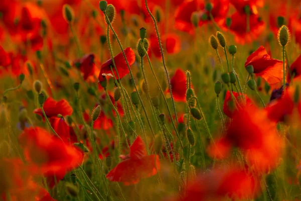 Mohnblumen Feld Nahaufnahme Und Makro Landwirtschaft Und Natürlicher Hintergrund — Stockfoto