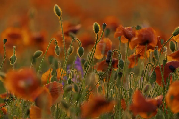 Поппи Цветы Поля Крупным Планом Макро Сельское Хозяйство Природный Фон — стоковое фото
