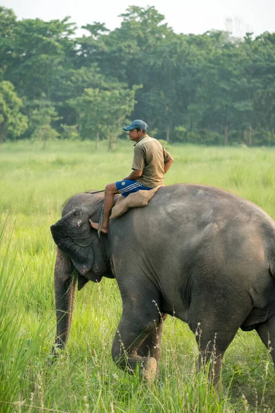 Mahout Eller Elefantryttare Rider Kvinnlig Elefant Vilt Och Lantligt Foto — Stockfoto