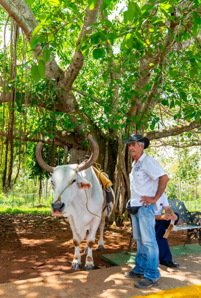 Man Cow Saddle Riding Tourists Pinar Del Rio Vinales Cuba — Stock Photo, Image