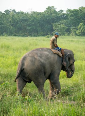 Mahout ya da fil binicisi dişi bir file biniyor. Vahşi yaşam ve kırsal fotoğraf. Asya filleri evcil hayvanlardır. Chitwan Ulusal Parkı, Nepal. Mayıs 2018