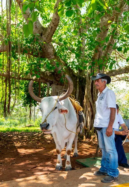 Hombre Vaca Con Silla Montar Para Los Turistas Pinar Del — Foto de Stock