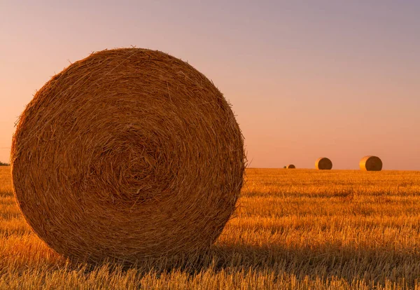 草卷和温暖的日落阳光在田野里 农业和农村场景 图库图片
